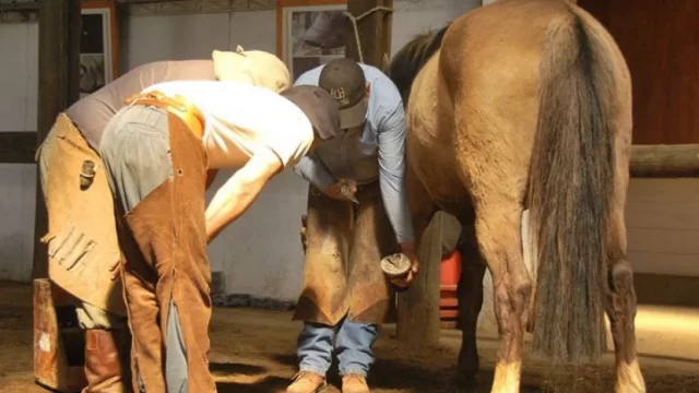 Se viene una nueva edición de la “Expo Rural del Alto Valle”