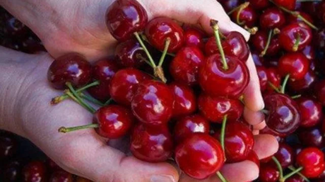 Qué dijo nuestro “vecino” Chile en la Jornada Nacional de Cereza (más de 200 personas presentes)