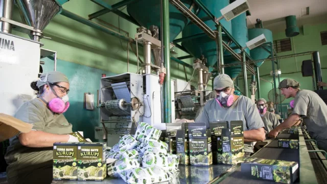 Santa Margarita, la primera procesadora certificada exporta 1.5 toneladas de yerba medicinal al año