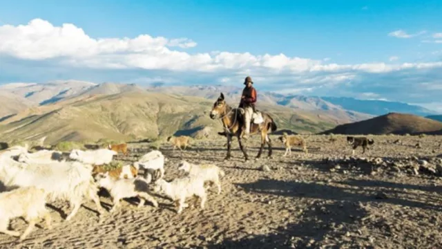 Quieren exportar chivas desde la Argentina a Vietnam y Hong Kong