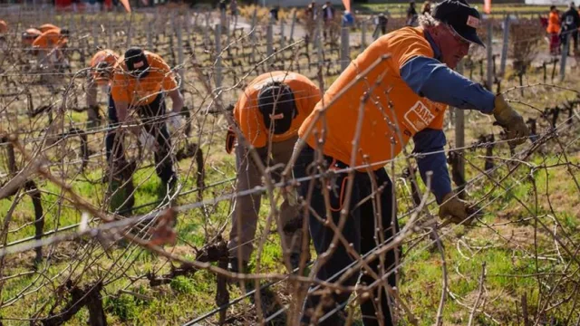 Concurso de Poda Profesional de Vid en la Patagonia (se viene la 4ta edición en El Chañar)