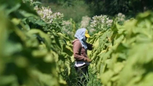Los trabajadores del tabaco comenzaron a cobrar el programa Intercosecha