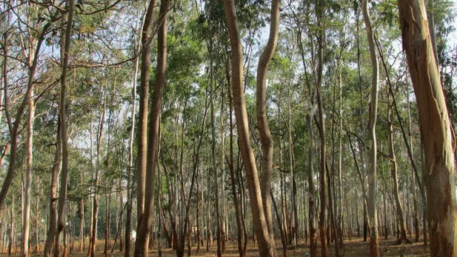 La industria maderera podría generar US$ 70 millones este año