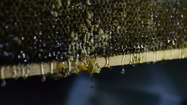 Miel y limón, combinación tucumana que busca consolidarse en el mercado nacional