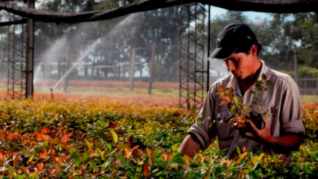 Seguro Verde, la nueva herramienta para el desarrollo forestal de Corrientes