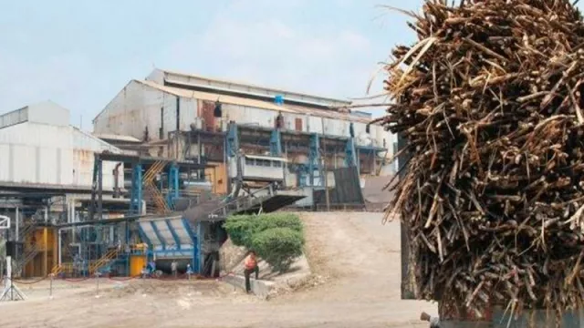 Leales y Concepción arrancan la zafra ¿el azúcar ya no es el principal producto de la molienda?