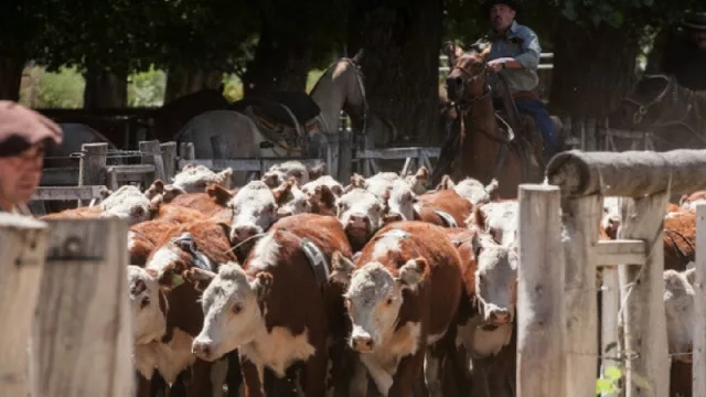 Nueva edición del “Remate Anual de Invernada” en la Sociedad Rural de Neuquén (va por pantalla y festejan 15 años)