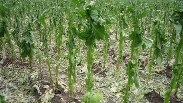 Con 5.354 hectáreas perdidas, el tabaco salteño afronta la peor campaña de la historia