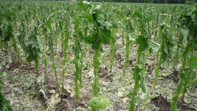 Por el granizo se denunciaron pérdidas en 11 mil hectáreas tabacaleras de la provincia