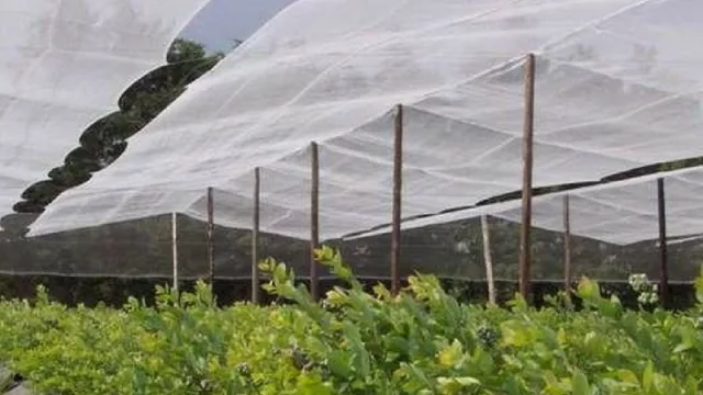Créditos en mallas protectoras antigranizo para los productores de peras y manzanas
