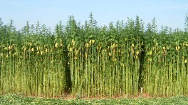 El lado C de la ley de marihuana: el negocio es el cáñamo