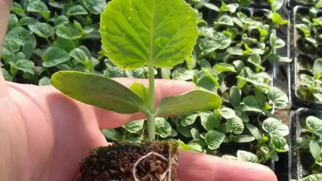 Combatirán las heladas con tecnología geotérmica (es un modelo neuquino que recibió ayuda económica)