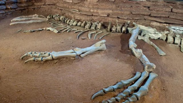 Lanzaron un programa turístico para adultos mayores (primer viaje con destino “los dinosaurios”)