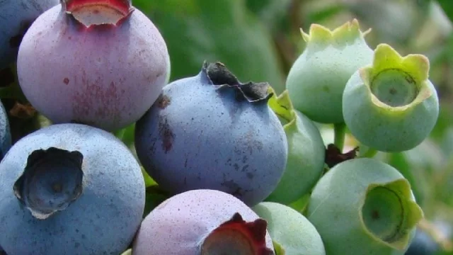 Los arándanos se preparan para ingresar a China vía aérea