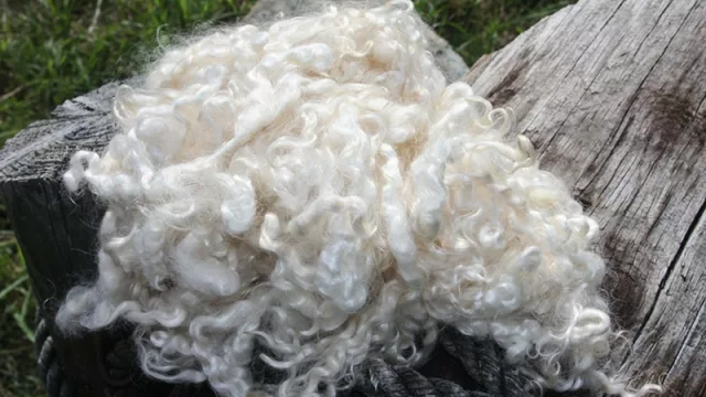 Misión técnica y comercial a Sudáfrica para conocer al mayor productor de Mohair del mundo