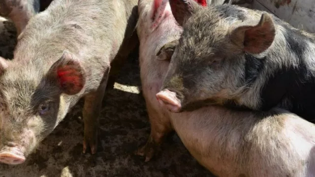 La 5ta. Muestra Porcina de la Confluencia se realizará en Plottier (exposiciones, demostraciones y cocina en vivo)