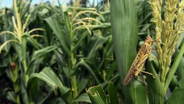 Se mantiene el alerta por las langostas: piden a productores ayudar con el monitoreo