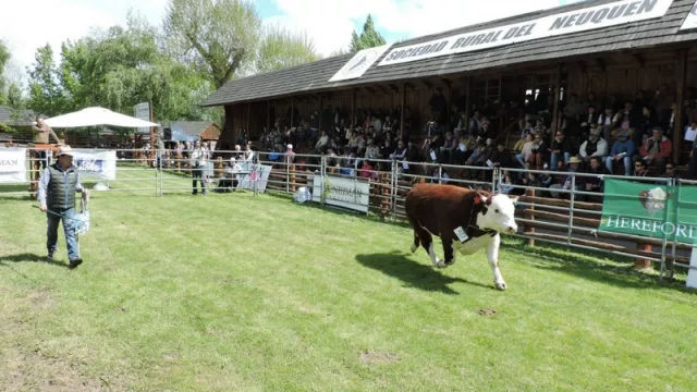 Este viernes comienza la 6° Exposición de Bovinos de Neuquén (la provincia muestra su producción)