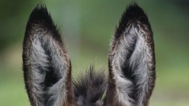 Hicimos el Ranking Oreja de Burro por provincia (alumnos que egresan sin conocimientos básicos)