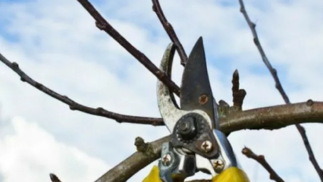 Se efectiviza el FONDAGRO y entrega $70 millones a productores de peras y manzanas de Neuquén