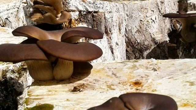 Nueva sede del laboratorio de hongos comestibles en Neuquén capital (quieren superar la producción de 4000 kilos de semilla)