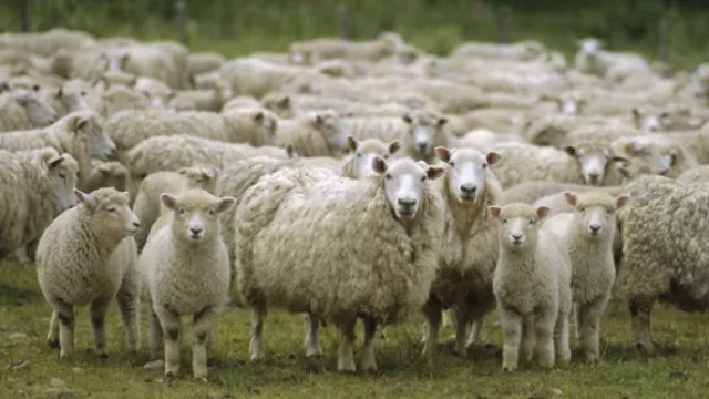 UY se desarrolló y EEUU cumplió: se exportarán 3.000 cabezas de ovinos con hueso