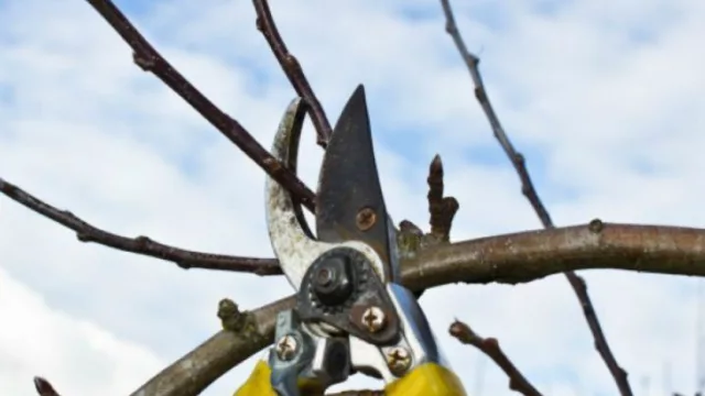 Fondagro es el nombre del programa que financiará la poda de peras y manzanas en el Alto Valle (un pequeño respiro para el sector)