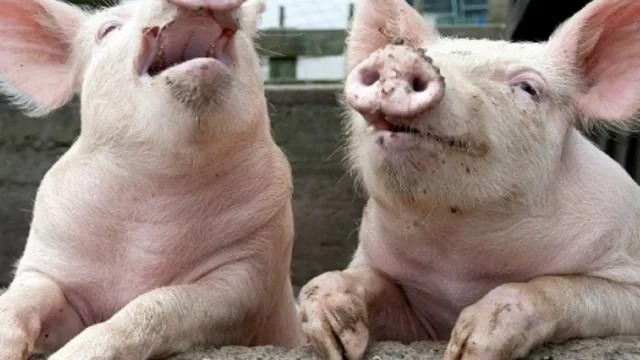 “Actualización Porcina del Neuquén”: técnicos y productores debatirán sobre su rentabilidad