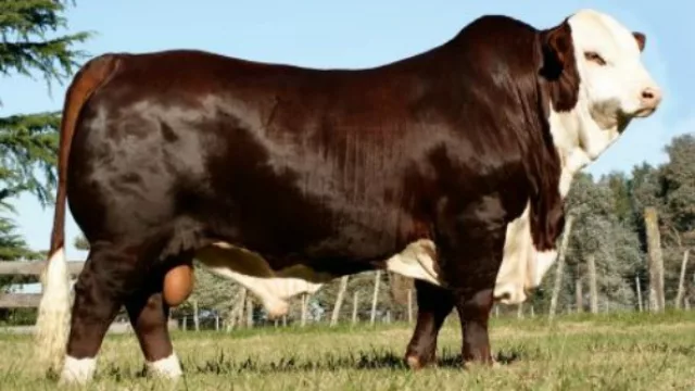 Backstage de este toro campeón que vale $ 295.000 (41 cm de circunferencia escrotal e inversiones de $ 24 M)
