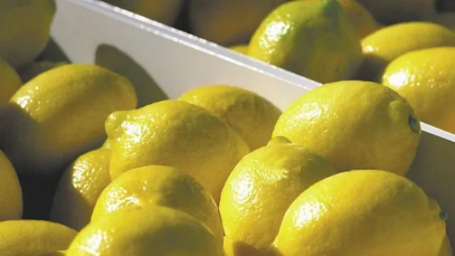 ¡Llegan buenas noticias! México abre su mercado a los limones de Tucumán
