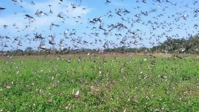 Declaran emergencia fitosanitaria nacional por aparición de langostas en el Litoral