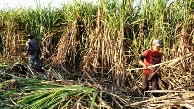 Gracias al INTA se conformaron nuevos actores cooperativos en la actividad cañera