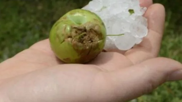 Ayudan con créditos por $6 M a productores frutíhortícolas afectados por el granizo