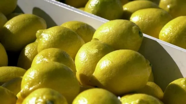 La apertura del mercado brasilero a los limones argentinos “es un gran avance”