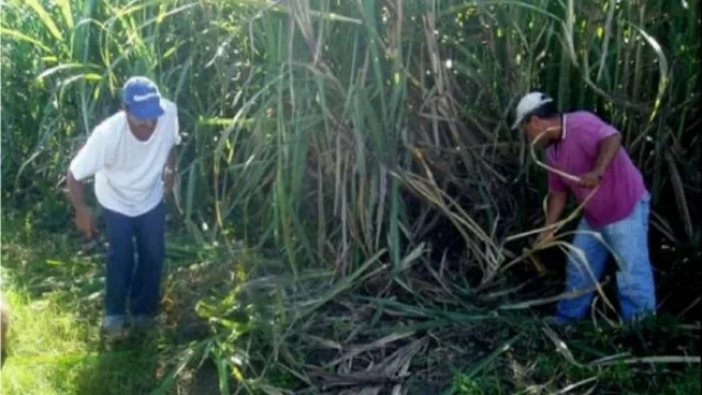 Tras la quejas, quieren reformular el calendario de los planes interzafra