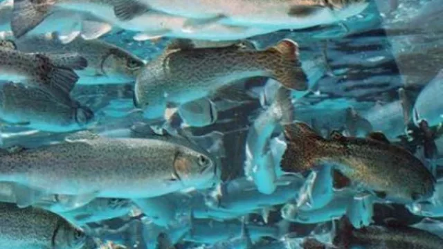 Buscan inversores para la operación y administración de la planta de procesamiento de pescado (la primera semana de julio cierra la convocatoria)