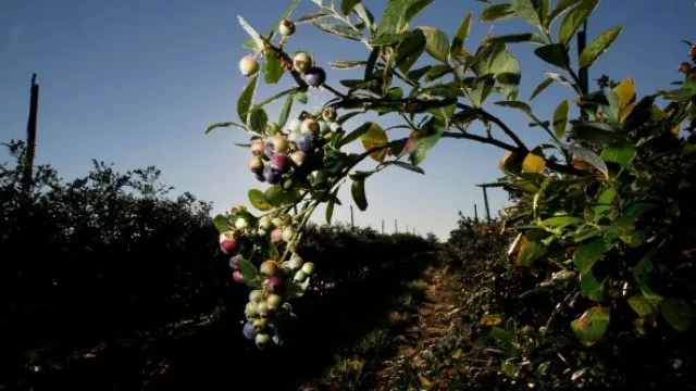Tucumán podría abastecer a EEUU con alimentos orgánicos