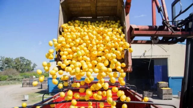 Limones con ingresos de U$S 10 millones mensuales (el 20% de lo que ingresa al país)