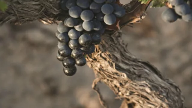 Comenzaron los festejos por el día, semana y el mes del Malbec en Neuquén