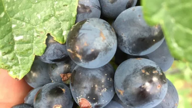 Nueva línea de financiamiento para productores y elaboradores vitivinícolas (hasta $100 mil)