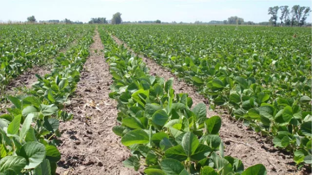 Productores uruguayos de soja podrán asegurarse con BSE