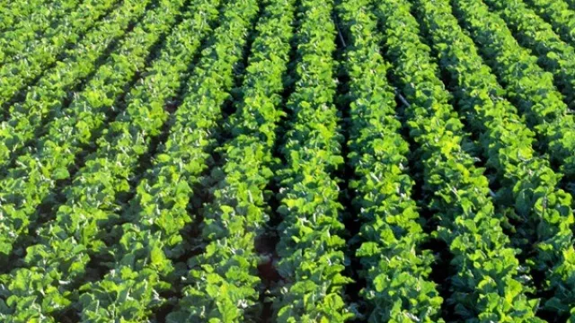 Productores hortícolas inscriptos en el RENSPA pueden obtener asistencia financiera