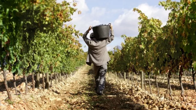 Bolivia aclaró que no prohibió la importación de vinos argentinos sino de uva de mesa