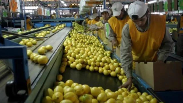 Tras la suspensión de la importación de limones argentinos a EEUU, aconsejan ser cautelosos