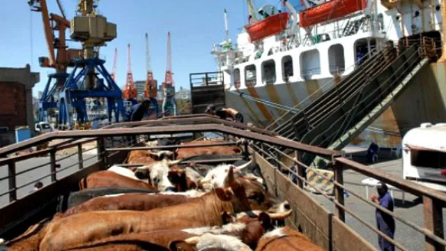 Récord histórico en Uruguay de exportaciones de ganado en pie