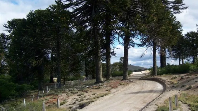 Acciones para jerarquizar el Corredor “Ruta del Pehuén”
