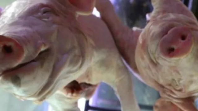 Beneficio para productores locales: triplicarán la capacidad de faena en Colonia Nueva Esperanza