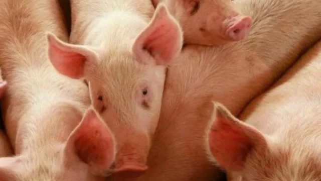 ¿Qué aspectos defiende Neuquén cuando le dice NO al ingreso de carne de cerdo con vacunación? (fuerte contrapunto con Nación)