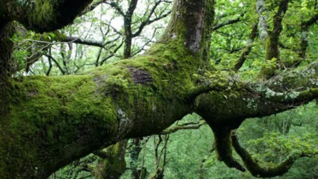 Buscan cubrir el cargo de director ejecutivo del Ciefap (hay tiempo hasta diciembre)