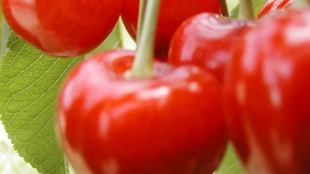 Llegaron las “tijeras hidráulicas” para cargar las cerezas, pero… ¿hay producción para exportar?